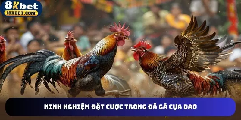 Bí quyết đặt cược hiệu quả trong đá gà cựa dao